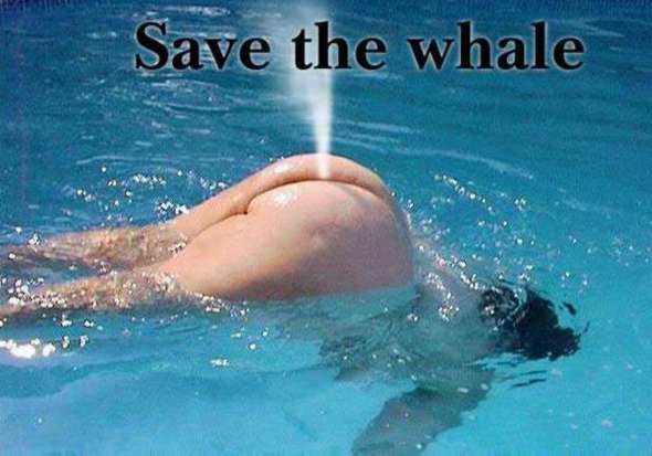 https://www.donspage.com/funny/pictures/WHALE.jpg